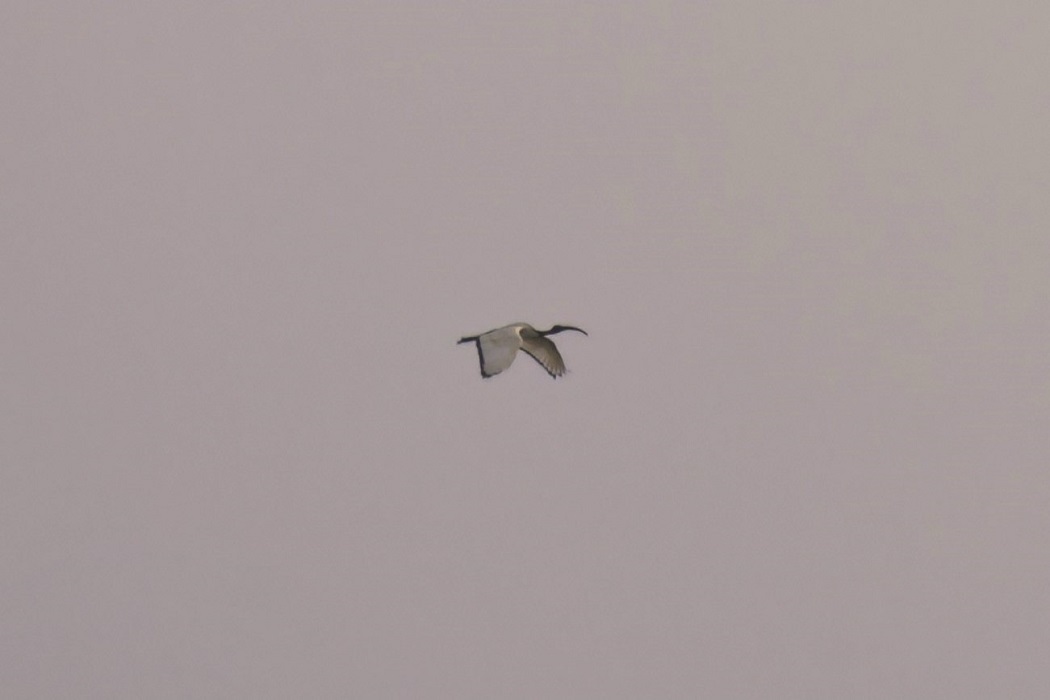 African Sacred Ibis